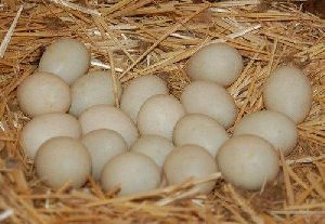 indian runner Duck Eggs