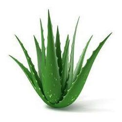 Aloe Vera Leaf