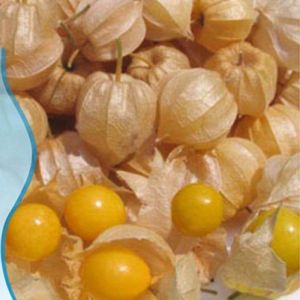 cape gooseberry