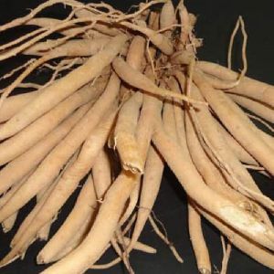 Shatavari Root