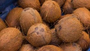 Brown Coconut