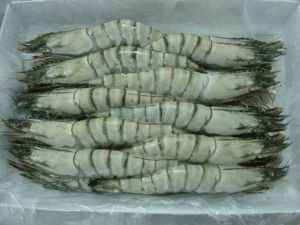 Frozen Black Tiger Shrimp