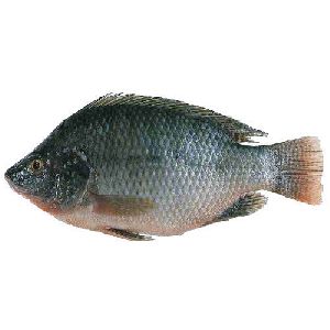 fresh tilapia fish