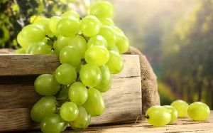 Fresh Grapes