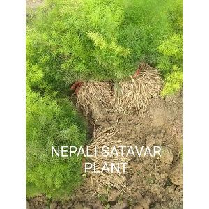 Nepali Shatavari Plant