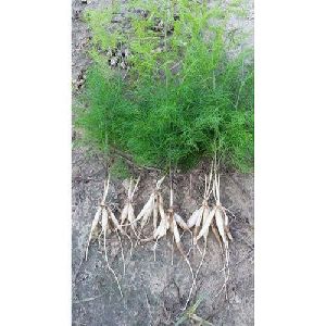 White Shatavari Plant