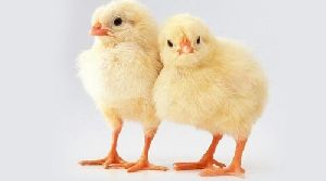 Cobb400 Broiler Chicks