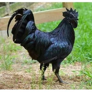 kadknath chicken