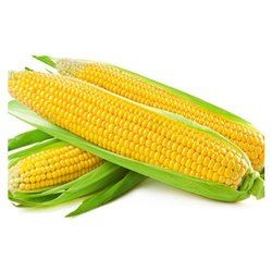 American Sweet Corn