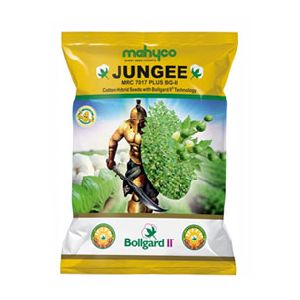 Jungee Hybrid Cotton Seeds