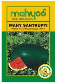 MHW 4 (Santrupti) Hybrid Watermelon Seeds