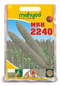 MRB-2240 Hybrid Bajra Seeds