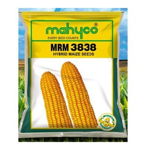 MRM 3838 Hybrid Maize Seeds