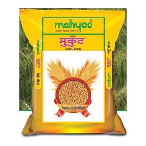 Wheat Mukut Hybrid Wheat Seeds
