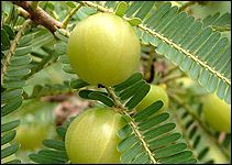 Amla Extract