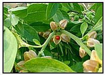 Ashwagandha Extract