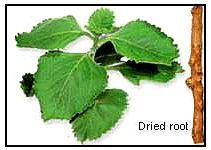 Coleus Forskohlii Extract