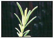 Rosemary Extract