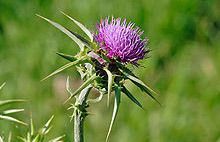 Silybum Marianum Extract