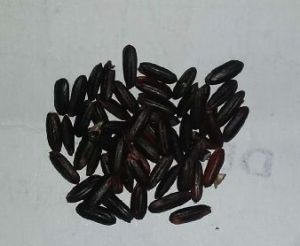 Organic black rice