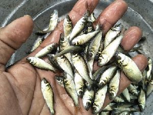 fish seeds