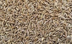 Cumin Seeds