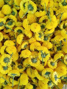 marigold flowers (Yellow)