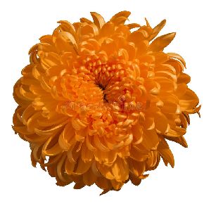 Orange Chrysanthemum Flower Bouquet