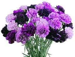 Purple Carnation Flower Bouquet