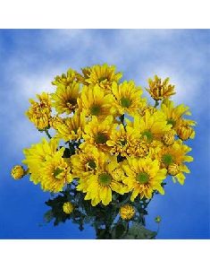 Yellow Chrysanthemum Flower Bouquet
