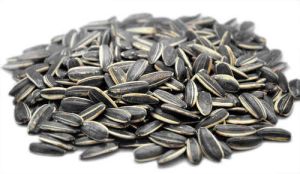 hybrid sunflower seeds