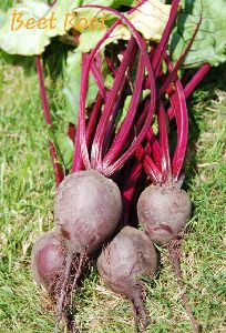 Beetroot Seeds