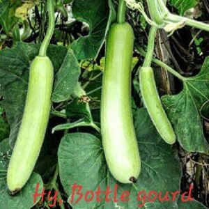 Hybrid Bottle Gourd Seeds