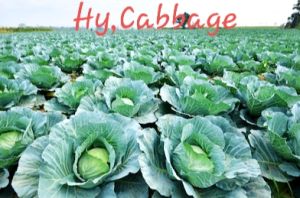 Hybrid Cabbage Seeds