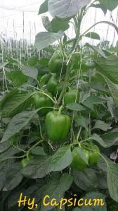 Hybrid Capsicum Seeds