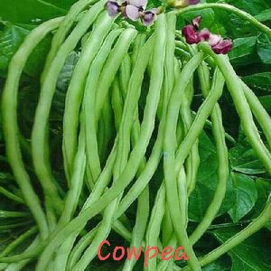 Cowpea Seeds