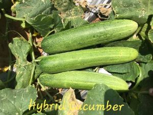 Hybrid Cucumber Seeds