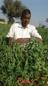 Dried Green Peas