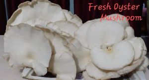 Fresh Oyster Mushroom