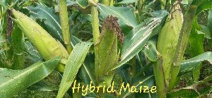 Hybrid Maize Seeds