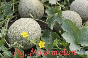 Hybrid Muskmelon Seeds