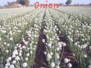 Onion Seeds