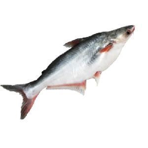 Chilled Pangasius Fish