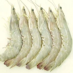 Chilled Whiteleg Shrimp