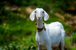 Goat Breeding Services