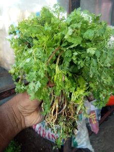 Fresh Natural Coriander Leaves