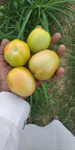 Fresh Natural Tomato