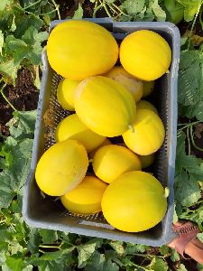 Fresh Organic Squash