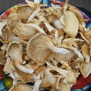 Dried White Oyster Mushroom