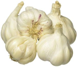 Fresh Garlic